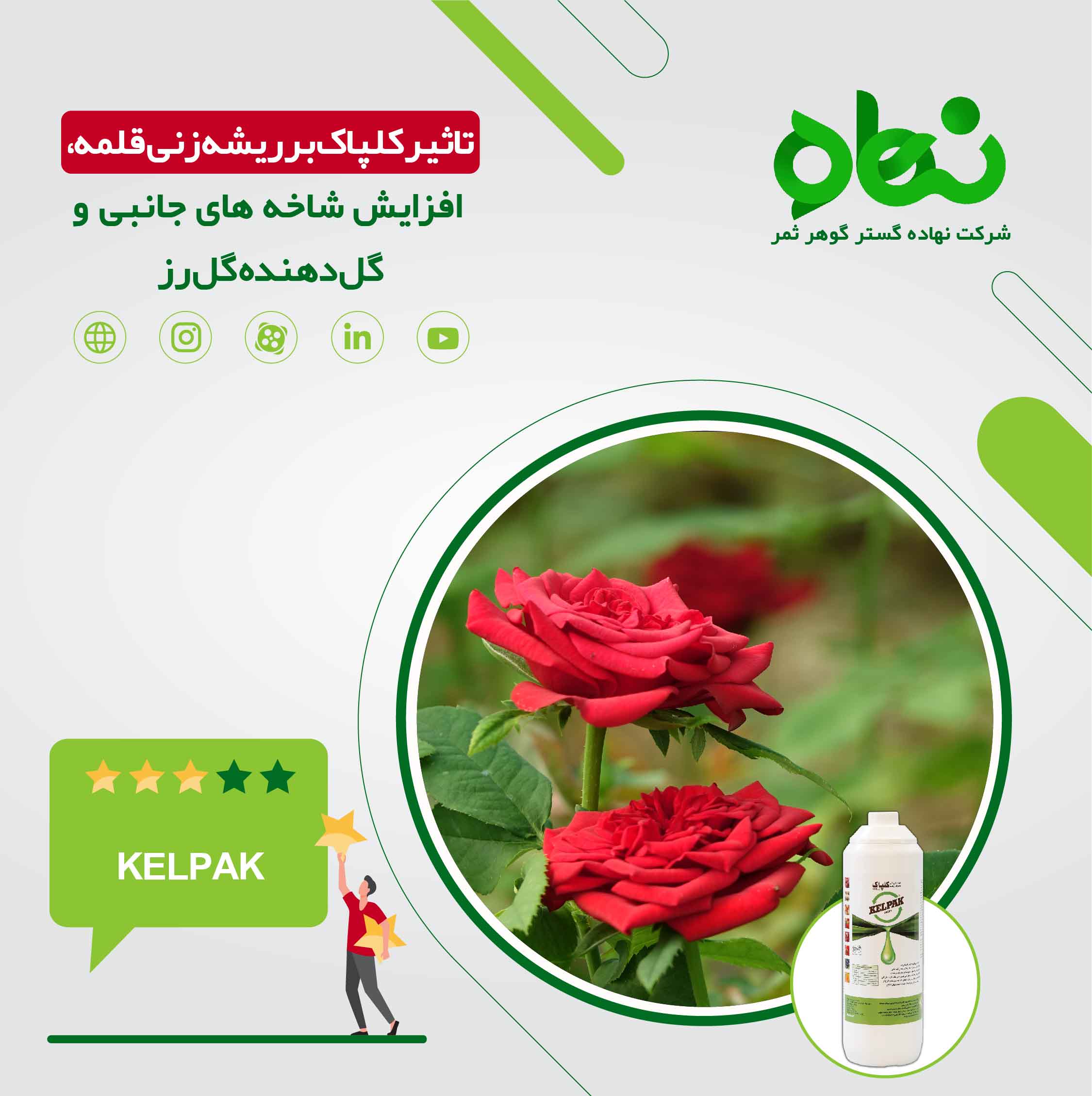 تاثیر کلپاک بر ریشه زنی قلمه، افزایش شاخه های جانبی و گل دهنده گل رز